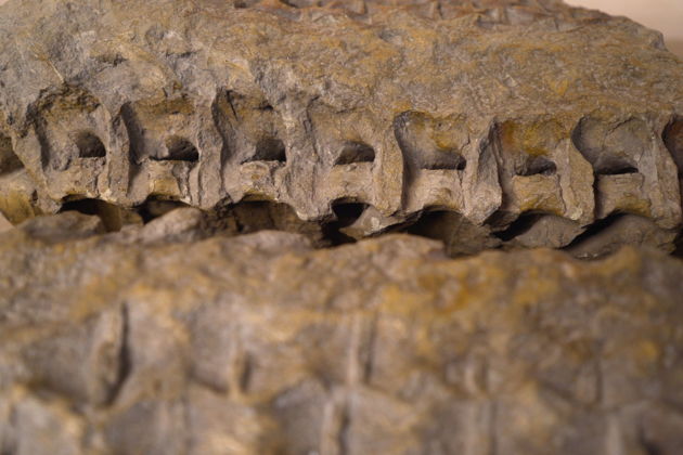 Фото экскурсии - Забронируйте входные билеты в Шанхайский музей естественной истории - 6