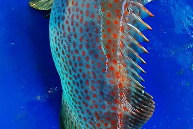 Фото экскурсии - Морская рыбалка для начинающих и опытных рыболовов - 10