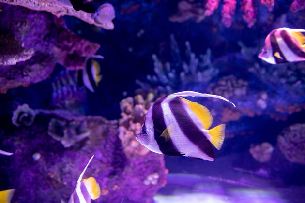 Фото экскурсии - Купите входные билеты в океанариум Шанхая - 5