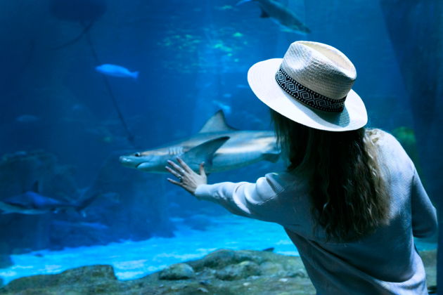 Фото экскурсии - Купите входные билеты в океанариум Шанхая - 6