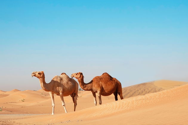 Фото экскурсии - Вечерняя прогулка на вершинах верблюдов с ужином под звездным небом в оазисе Аль-Мармум - 6