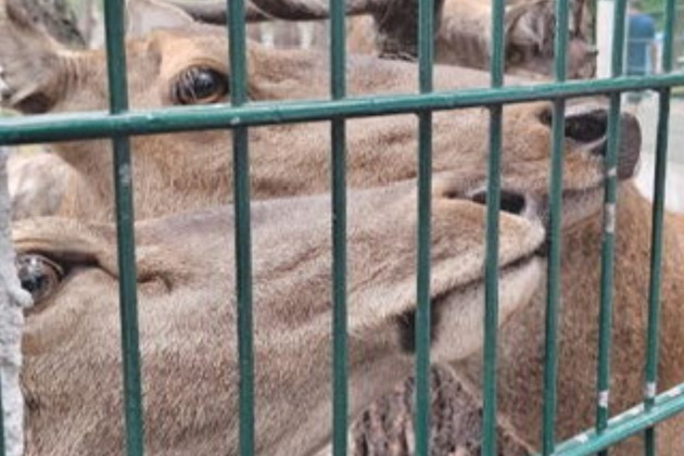 Фото - экскурсия: Откройте для себя Беловежскую пущу - удивительный природный заповедник