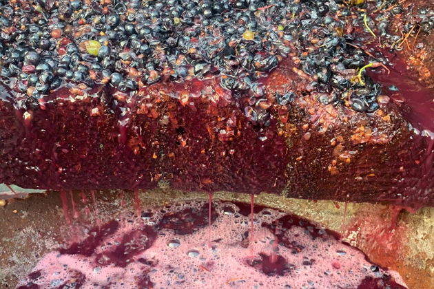 Фото экскурсии - Праздник винограда Ртвели с ведущим: сезонное торжество - 3