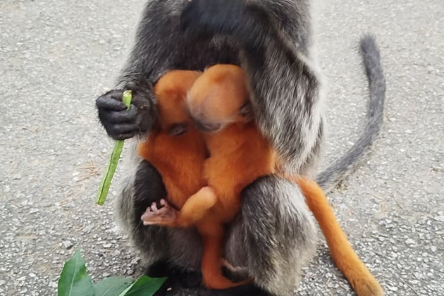 Фото - экскурсия: Экскурсия к реке светлячков и встреча с обезьянками лангурами