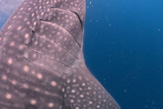 Фото экскурсии - Погружение с китовыми акулами для снорклинга - 5