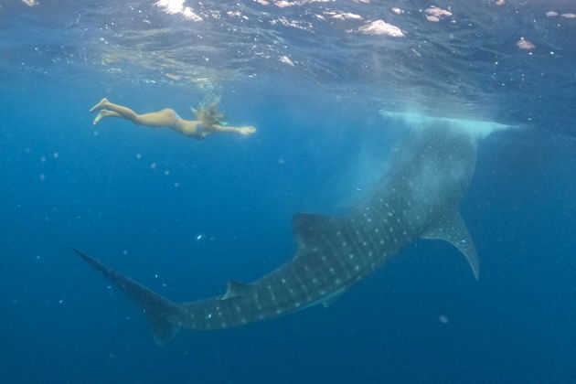 Фото экскурсии - Погружение с китовыми акулами для снорклинга - 6