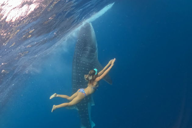 Фото экскурсии - Погружение с китовыми акулами для снорклинга - 7