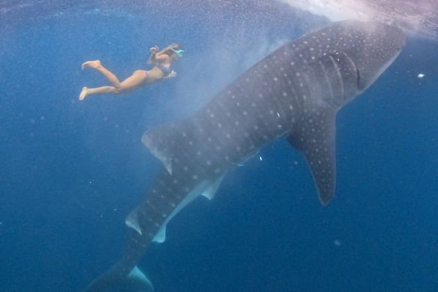 Фото - экскурсия: Погружение с китовыми акулами для снорклинга