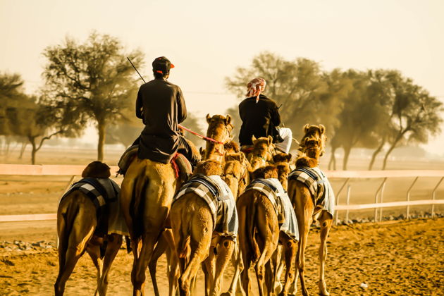 Фото экскурсии - Пустынное сафари по дюнам с барбекю-ужином и национальными забавами - 6