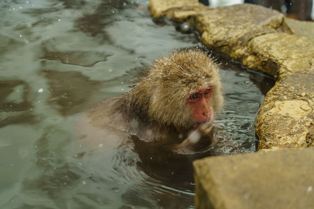Фото экскурсии - Поездка к снежным обезьянам на один день - 2