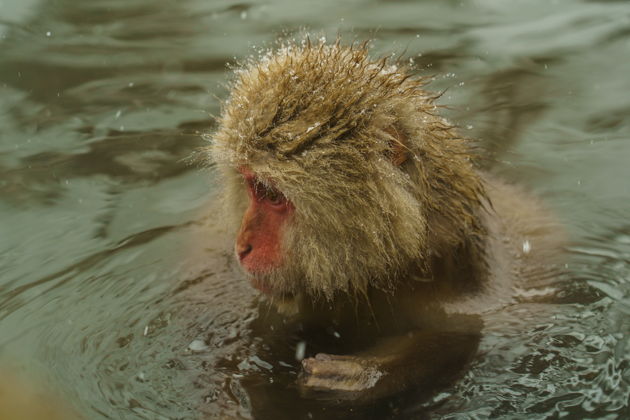 Фото экскурсии - Поездка к снежным обезьянам на один день - 3
