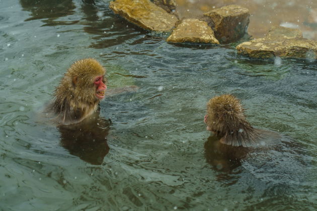 Фото экскурсии - Поездка к снежным обезьянам на один день - 4