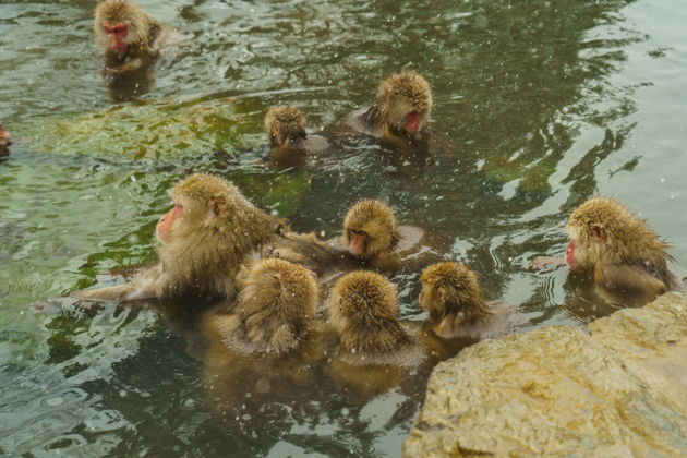 Фото экскурсии - Поездка к снежным обезьянам на один день - 5