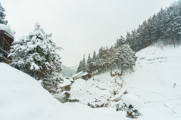 Фото экскурсии - Поездка к снежным обезьянам на один день - 6
