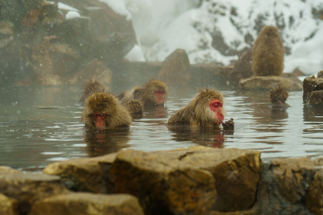 Фото - экскурсия: Поездка к снежным обезьянам на один день