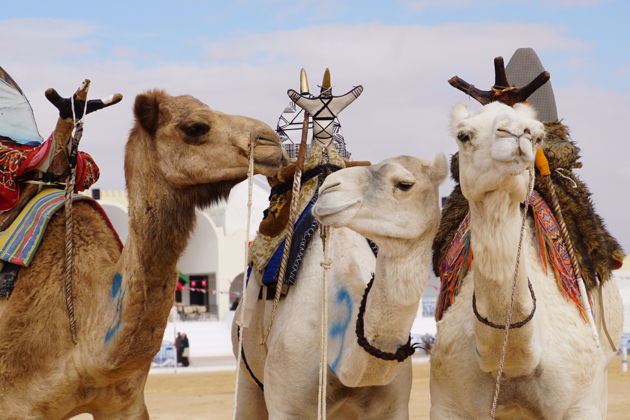 Фото экскурсии - Ранняя прогулка по пустынным барханам с визитом на ферму верблюдов и финиковые плантации - 7