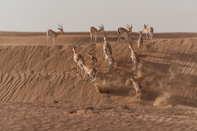 Фото экскурсии - Прогулка на гирокоптере над пустынными просторами и побережьем Рас-эль-Хаймы - 7