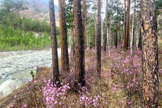 Фото экскурсии - Путешествие в Аршан в Бурятии для компании до пяти человек - 11