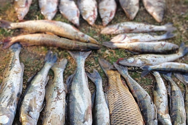 Фото экскурсии - Ночное приключение в астраханских степях - 6