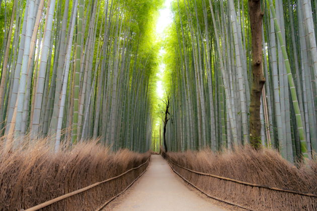 Фото экскурсии - Автобусный тур по Наре, святилищу Фусими Инари и району Арасияма - 6