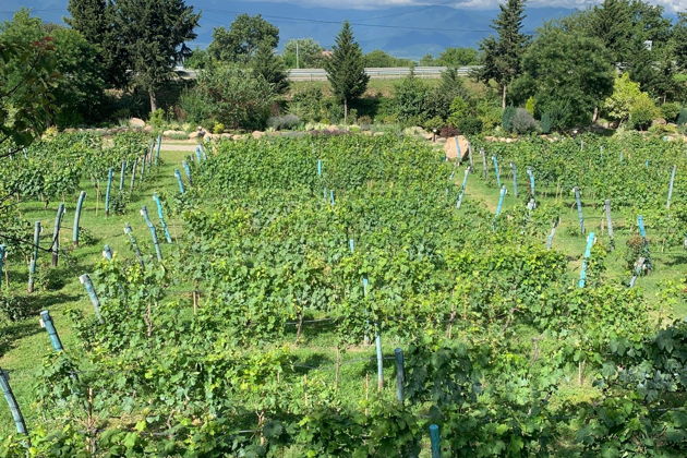Фото экскурсии - Автопутешествие по винным маршрутам Сербии с эксклюзивными дегустациями и элитными винами - 6
