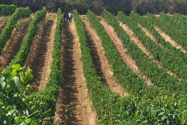 Фото экскурсии - Автопутешествие по Фрушке Горе и Срему с дегустацией вин для искушенных путешественников - 8