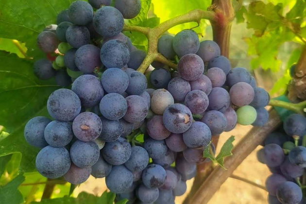 Фото экскурсии - Автопутешествие по Фрушке Горе и Срему с дегустацией вин для искушенных путешественников - 9