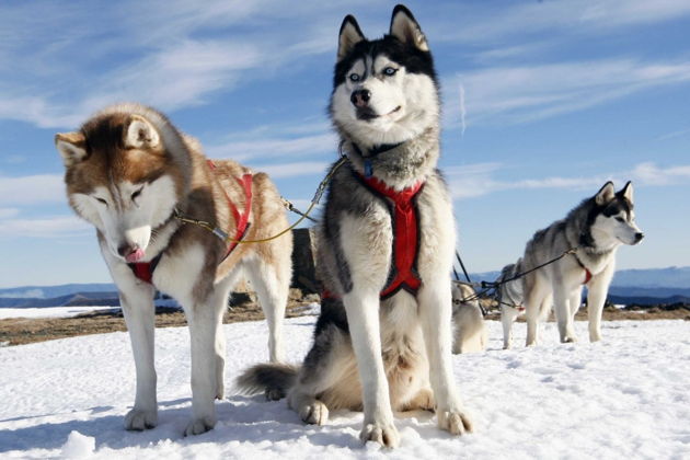 Фото экскурсии - Новогоднее приключение по просторам Карелии - 4