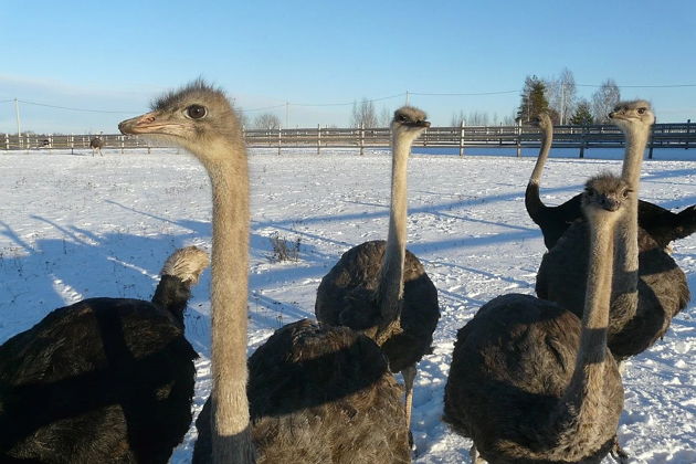 Фото экскурсии - Встречаем Новый год на волшебном хуторе в Пскове - 5