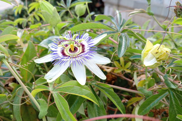 Фото экскурсии - Прогулка по забытой Ялте: погружение в прошлое - 15