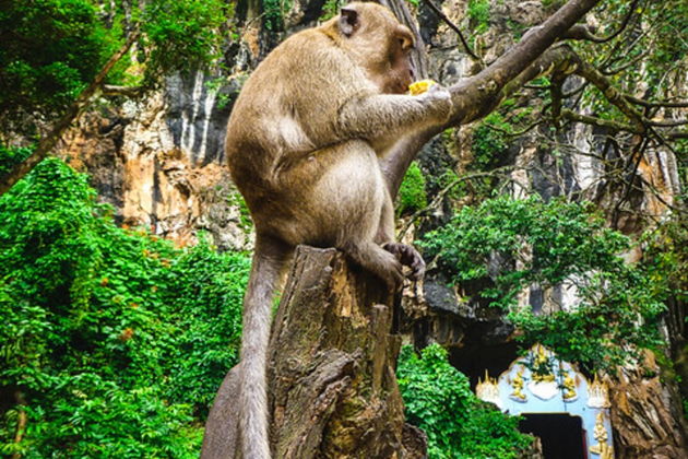 Фото экскурсии - Рафтинг-сафари по Пхукету: приключения в центре тропических джунглей Таиланда - 4