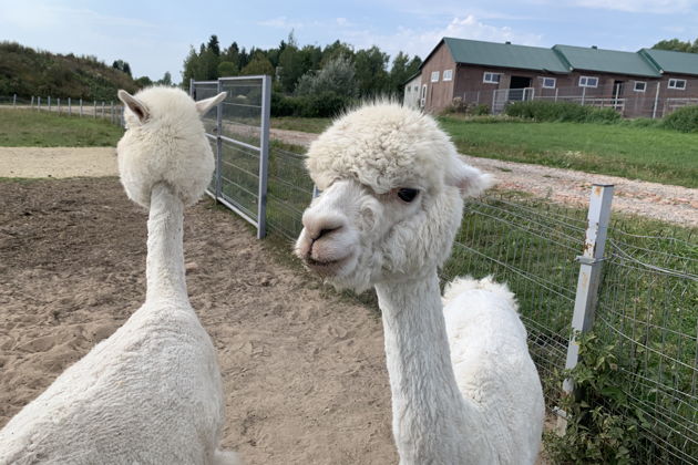 Фото экскурсии - Прогулка по усадьбе Марьино с визитом к Пиковой даме в дворянском поместье XIX столетия - 15