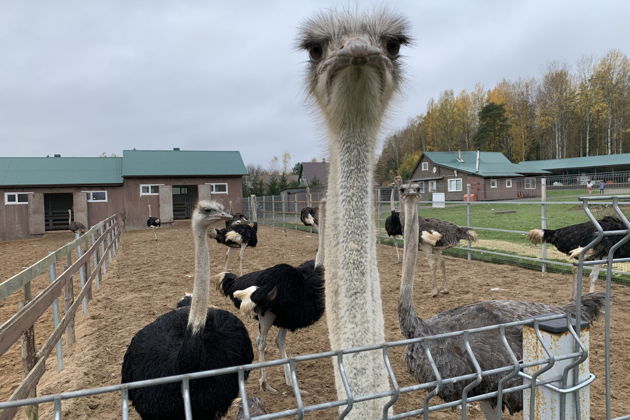 Фото экскурсии - Прогулка по усадьбе Марьино с визитом к Пиковой даме в дворянском поместье XIX столетия - 7