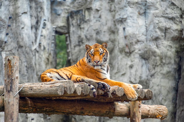 Фото экскурсии - Пропустите очередь в венский зоопарк Шенбрунн - древнейший и самый выдающийся в Европе - 5
