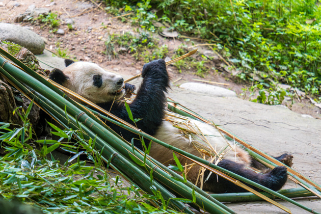 Фото - экскурсия: Пропустите очередь в венский зоопарк Шенбрунн - древнейший и самый выдающийся в Европе