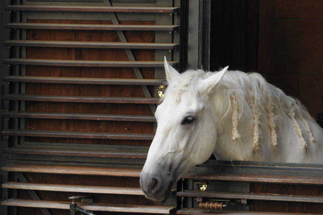 Фото экскурсии - Завораживающая мощь и элегантность: смотрим на занятия в Испанской школе верховой езды - 4
