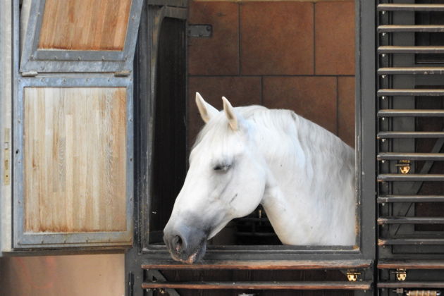 Фото экскурсии - Завораживающая мощь и элегантность: смотрим на занятия в Испанской школе верховой езды - 6