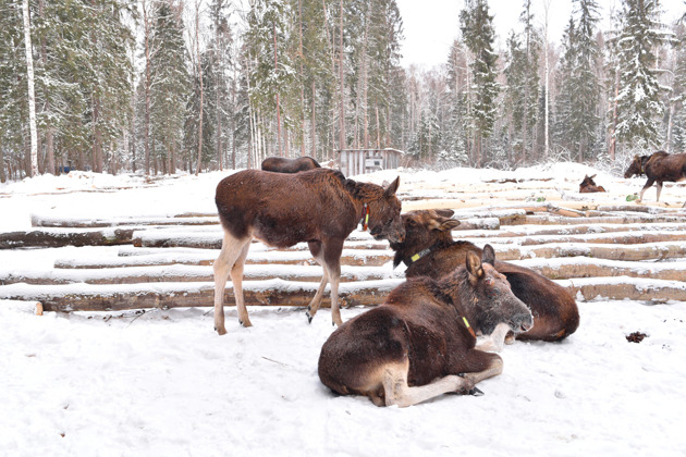 Фото - экскурсия: Поездка на ферму лосей из Костромы на машине экскурсовода
