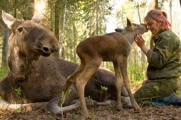 Фото экскурсии - Поездка на ферму лосей из Костромы на машине экскурсовода - 4