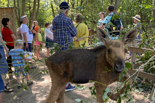 Фото - экскурсия: Поездка на ферму лосей из Костромы на машине экскурсовода