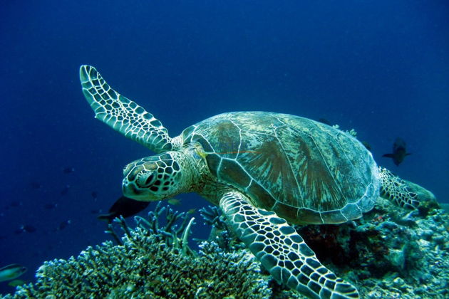 Фото экскурсии - Погружение с аквалангом в Бодруме - 1