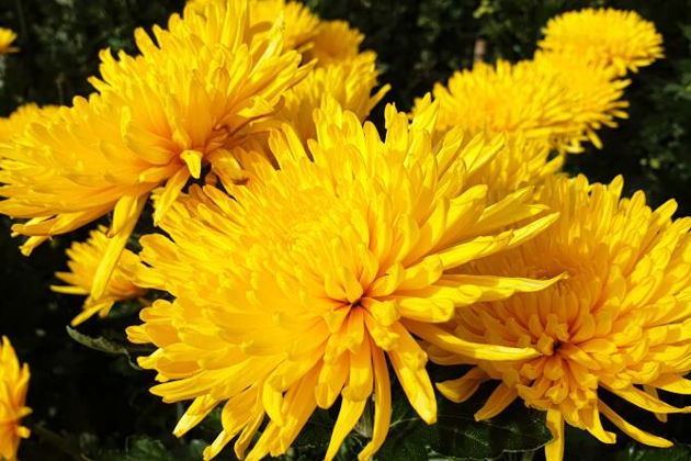 Фото экскурсии - В Ялте проходит праздник хризантем - 1