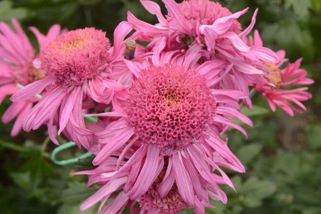 Фото экскурсии - В Ялте проходит праздник хризантем - 2