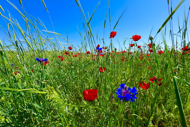 Фото - экскурсия: Путешествие из Самарканда через горные перевалы к фруктовым садам с дегустацией баранины