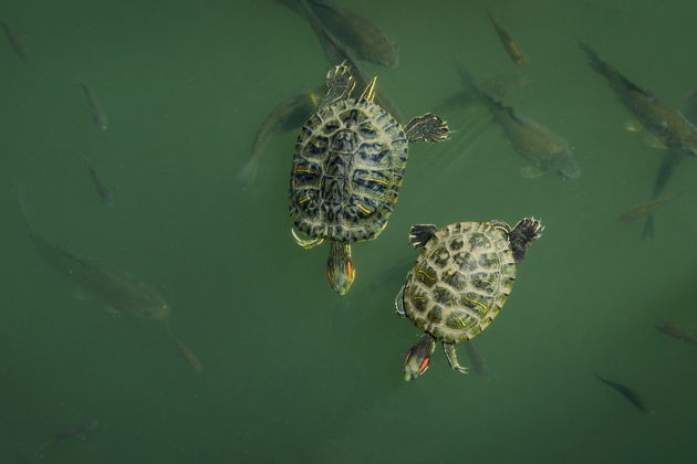 Фото экскурсии - Вечерняя экскурсия из Паттайи в Бангкок с панорамными видами на небоскребы и круизом по реке - 6