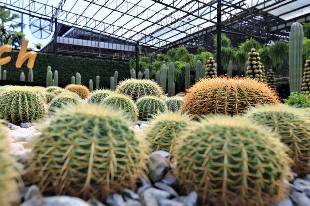 Фото экскурсии - Погрузитесь в культуру и красоту Таиланда в тропическом саду Нонг Нуч - 5