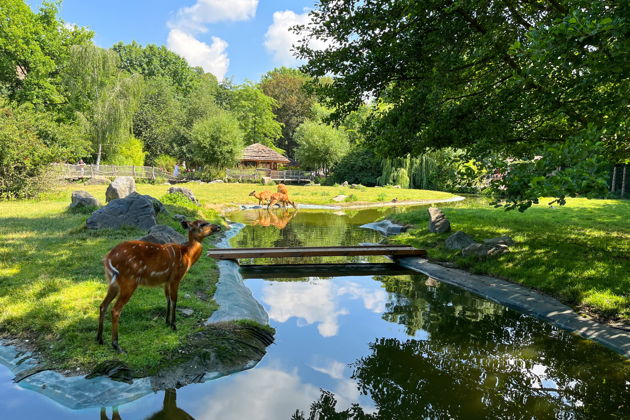 Фото экскурсии - В Кхао Кхео вас ждут обезьяны, травоядные и грозные хищники - 5