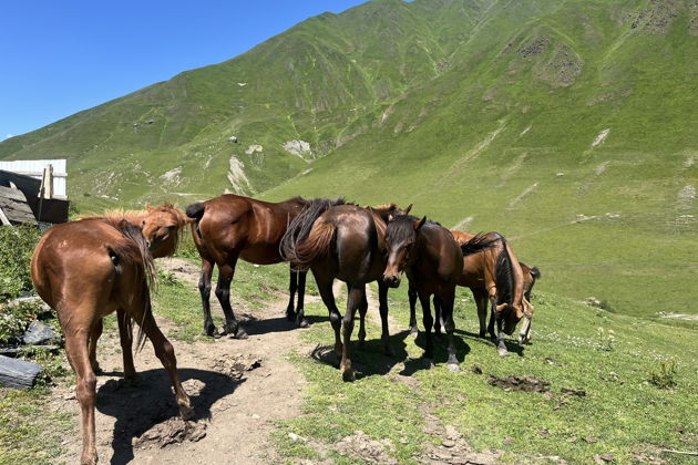 Фото экскурсии - Погружение в историю Сванов - трехдневное путешествие по древней Грузии - 8