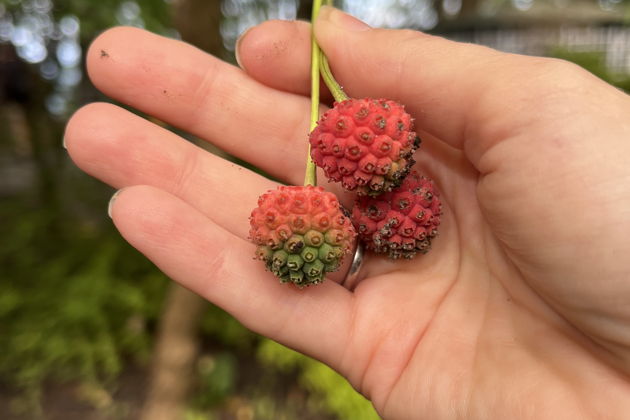 Фото экскурсии - Почувствуй себя главным персонажем книги "Огонь Блюстерорта" - 5