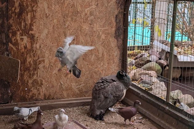 Фото экскурсии - Городской квест «Звери Чистых прудов: тайны фасадов» (без гида) - 3